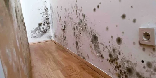Malerbetrieb Surfacedesign Schimmelsanierung Schimmelsanierung