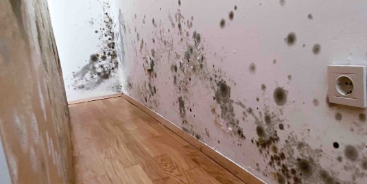 Malerbetrieb Surfacedesign Schimmelsanierung Schimmelsanierung